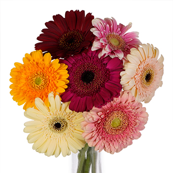 Mothers Day Gerber Daisy Flowers